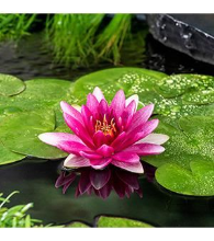 Planten Nymphaea 'Escarboucle'   pot 11x11 cm