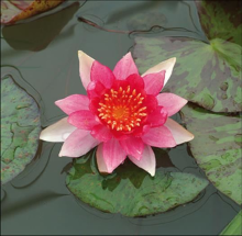 Planten Nymphaea 'Laydekeri Lilacea'   pot 11x11 cm