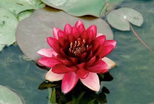 Planten Nymphaea 'Almost Black'   pot 11x11 cm