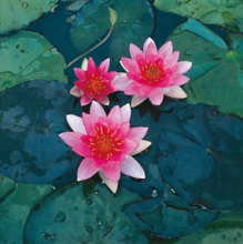 Planten Nymphaea 'Pygmaea Rubra'   pot 3L
