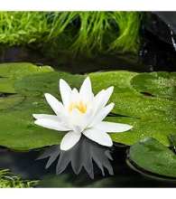 Planten Nymphaea tetragona   pot 11x11 cm