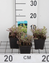 Planten Oenanthe fistulosa 'Flamingo'   pot 9x9 cm