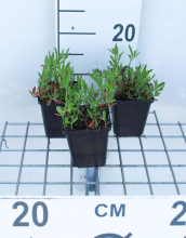 Planten Oenothera speciosa 'Siskiyou'   pot 9x9 cm