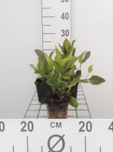Planten Omphalodes verna   pot 9x9 cm