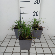 Planten Ophiopogon japonicus   pot 9x9 cm  