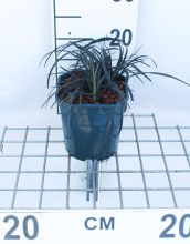 Planten Ophiopogon planiscapus 'Niger'   pot 3L  