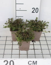Planten Compacte oregano, wilde marjolein, palingkruid   pot 9x9 cm (Origanum vulgare 'Compactum')  