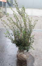 Planten Osmanthus x burkwoodii   aardekluit   60 80 cm   struik