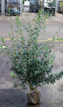 Planten Osmanthus x burkwoodii   aardekluit   80 100 cm   struik