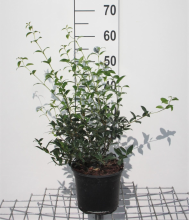 Planten Osmanthus x burkwoodii   pot 3L   40 60 cm   struik  