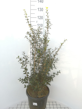 Planten Osmanthus x burkwoodii   pot 15L   80 100 cm   struik