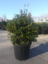 Planten Osmanthus x burkwoodii   pot   bolvorm diameter 50+ cm