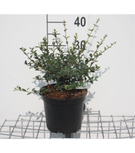 Planten Osmanthus delavayi   pot   30 40 cm   struik