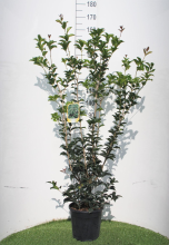 Planten Osmanthus x fortunei   pot 10L   80 100 cm   struik