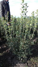 Planten Osmanthus heterophyllus   aardekluit   60 80 cm   struik  
