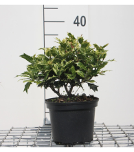 Planten Osmanthus heterophyllus 'Goshiki'   pot   20 25 cm   struik