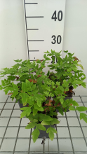 Planten Osmunda regalis 'Purpurascens'   pot 9x9 cm