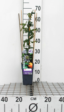 Planten Passiflora caerulea   pot   50 60 cm  