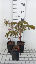Planten Paeonia 'Felix Crousse'   pot 1L