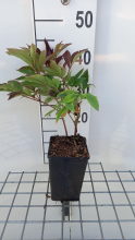 Planten Paeonia 'Karl Rosenfield'   pot 1L  