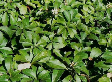 Planten Pachysandra terminalis   pot 1,5L