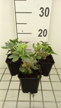 Planten Pachysandra terminalis 'Variegata'   pot 9x9 cm  