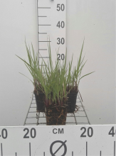 Planten Panicum virgatum 'Prairie Sky'   pot 9x9 cm