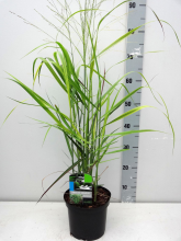 Planten Panicum virgatum 'Rehbraun'   pot 3L
