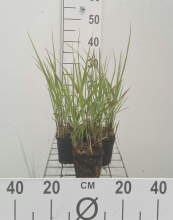 Planten Panicum virgatum 'Rotstrahlbusch'   pot 9x9 cm  