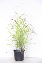 Planten Panicum virgatum 'Rotstrahlbusch'   pot 3L