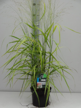 Planten Panicum virgatum 'Shenandoah'   pot 3L  
