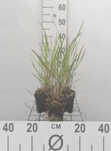 Planten Panicum virgatum 'Squaw'   pot 9x9 cm