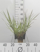 Planten Panicum virgatum 'Warrior'   pot 9x9 cm