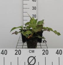 Planten Persicaria amplexicaulis 'Alba'   pot 9x9 cm  