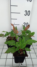 Planten Persicaria amplexicaulis 'Blackfield'   pot 9x9 cm  
