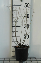 Planten Perovskia 'Blue Spire'   pot 1,5L   20 25 cm  