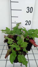 Planten Persicaria amplexicaulis 'JS Caliente'   pot 9x9 cm