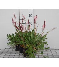Planten Persicaria affinis 'Darjeeling Red'   pot 9x9 cm