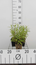 Planten Penstemon 'Andenken an F. Hahn'   pot 9x9 cm