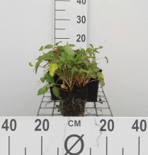 Planten Persicaria amplexicaulis 'Inverleith'   pot 9x9 cm