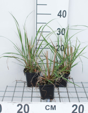 Planten Pennisetum alopecuroides 'Japonicum'   pot 9x9 cm
