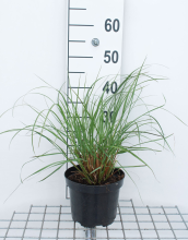 Planten Pennisetum alopecuroides 'Japonicum'   pot 3L