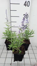 Planten Perovskia atriplicifolia 'Lisslitt' (Lacey Blue)   pot 9x9 cm