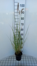 Planten Pennisetum alopecuroides   pot 1,5L