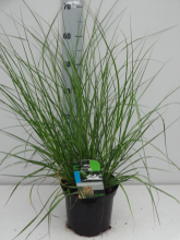 Planten Pennisetum alopecuroides   pot 3L