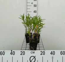 Planten Persicaria amphibia   pot 9x9 cm