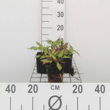 Planten Persicaria amplexicaulis 'Orangofield' (Orange Field)   pot 9x9 cm