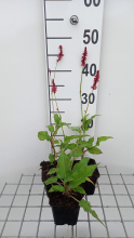 Planten Persicaria amplexicaulis 'Speciosa'   pot 9x9 cm  