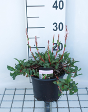 Planten Persicaria affinis 'Superba'   pot 2L