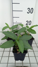Planten Persicaria bistorta   Adderwortel   pot 9x9 cm  